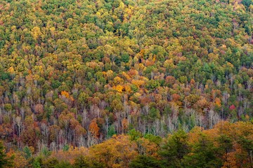 Fall Trees at South Mountain