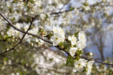 Obraz premium White cherry flowers