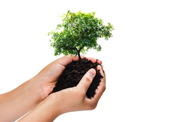 soil in hands , Hands dirty with clay with tree on white background