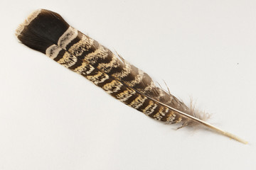 Ruffed grouse tailfeather