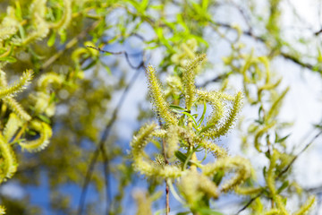 willow in the spring time of the year