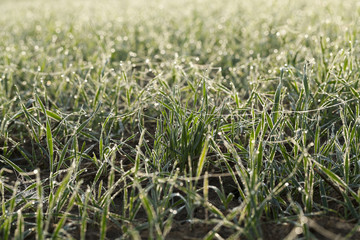 young grass plants, close-up