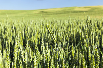 Obraz premium Field with cereal