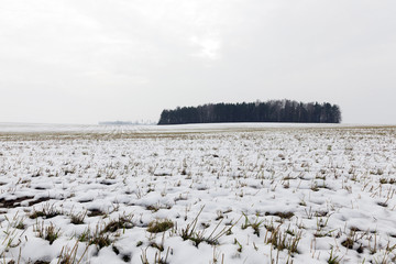 trees in winter, day