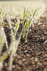 agricultural plants, frost