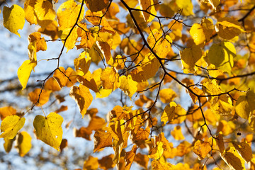 Maple Park in autumn