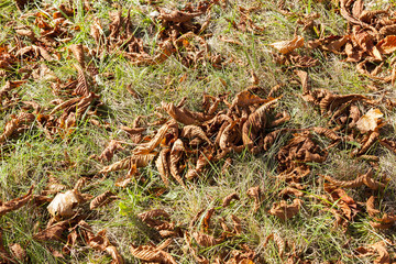 nuts Chestnut autumn