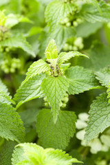 green nettle leaves