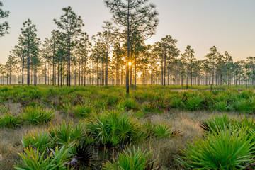 Florida Prairie at Sunrise