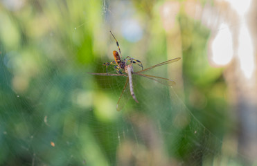 Yellow Silk Spider Dines on a Dragonfly