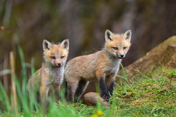 Twin red fox kits watching