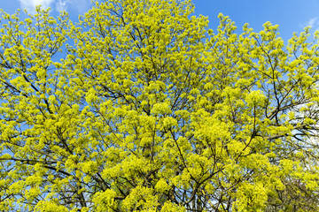 Naklejka premium flowering maple tree
