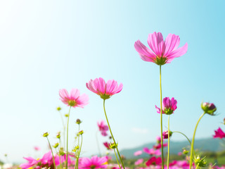 Pink cosmos (bipinnatus) flowers against the bright blue sky. Cosmos is also known as Cosmos sulphureus, Selective Focus