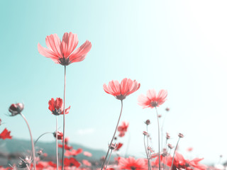 Pink cosmos (bipinnatus) flowers against the bright blue sky. Cosmos is also known as Cosmos sulphureus, Selective Focus, Vintage Pastel Color Tone