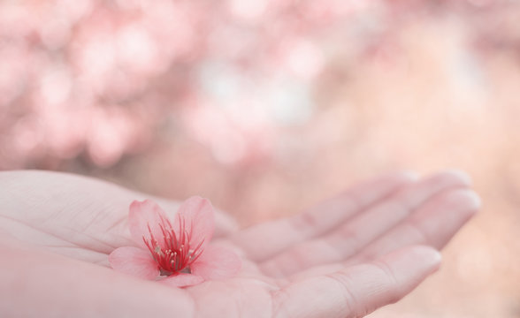 Close up image of single pink Wild Himalayan Cherry flower (Sakura of Thailand) on woman hand with blurred bokeh background in pink pastel color filter, Copy Space