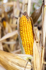 Field corn, agriculture
