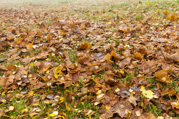 fallen leaves on the ground