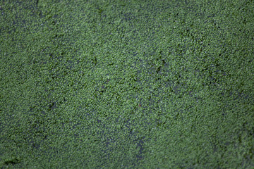Common duckweed (Lemna minor).