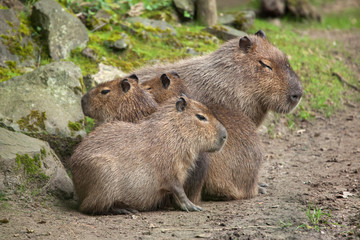 Capybara (Hydrochoerus hydrochaeris)