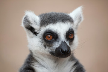 Ring-tailed lemur (Lemur catta) © Vladimir Wrangel