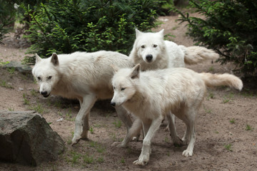Fototapeta premium Arctic wolf (Canis lupus arctos)