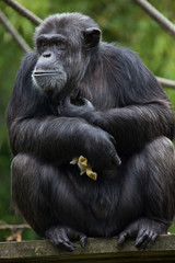 Common chimpanzee (Pan troglodytes)