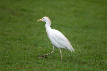 Cattle egret (Bubulcus ibis)