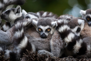 Ring-tailed lemur (Lemur catta)