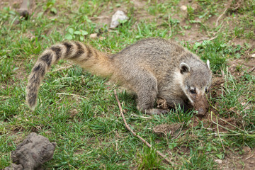 South American coati (Nasua nasua)