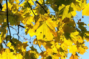 yellowed maple trees in autumn