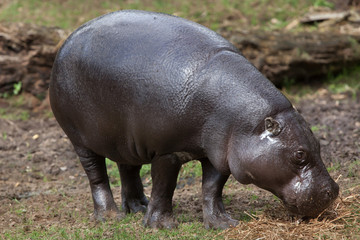 Fototapeta na wymiar Pygmy hippopotamus (Choeropsis liberiensis)