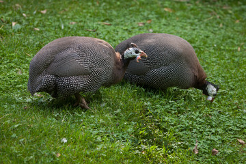 Domesticated guineafowl (Numida meleagris f. domestica)