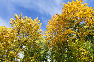 Fototapeta na wymiar trees in autumn season