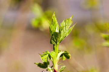bush leaves, spring