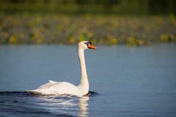 Mute swan on a river in summer
