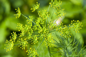 green umbrella dill