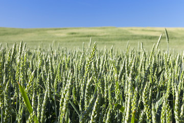 Field with cereal