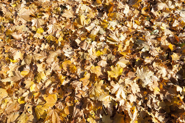 The fallen maple leaves