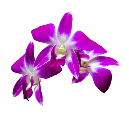 Naklejka na ściany i meble Three orchid flowers