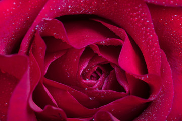 red rose closeup