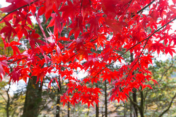 Red autumn leaves