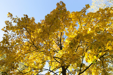 yellowed maple trees in the fall