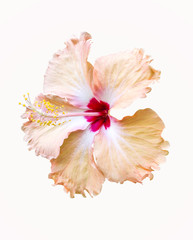 Fototapeta na wymiar Orange hibiscus flower on white