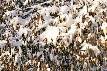 trees under snow