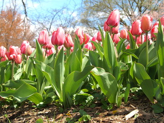 pink tulip garden