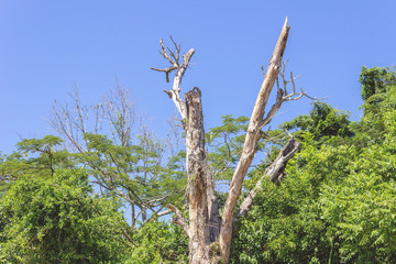 Old tree trunk on a sunny day