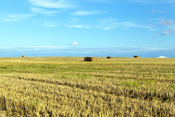 straw after harvest