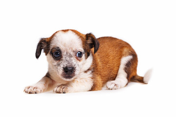 Cute puppy not purebred sad. Pets need our support and care.