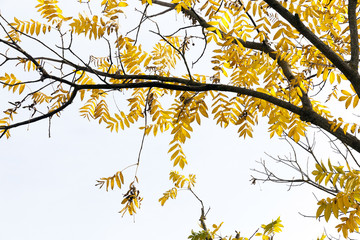 yellow leaves of the tree