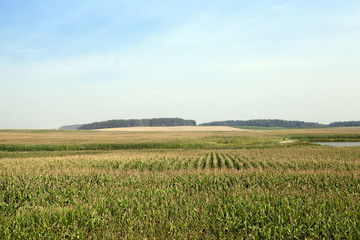 Corn field, forest and sky